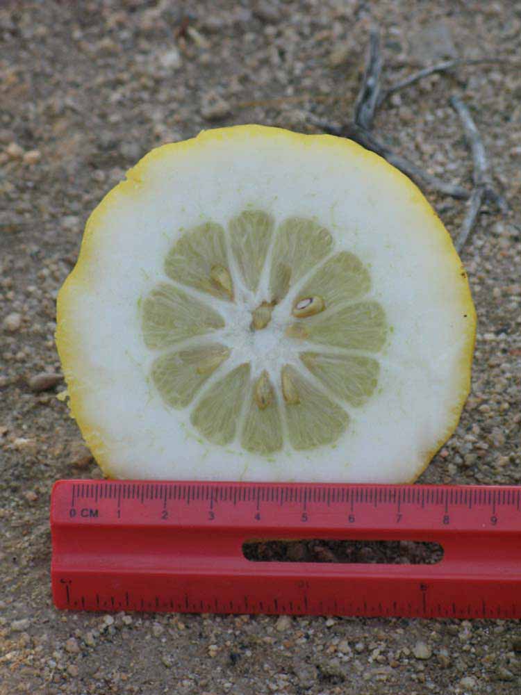            Fruit cross-section (Riverside, CA)   